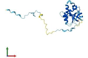 AlphaFold protein structure predicition of Mouse Recombinant Fcf1 Protein, UniprotID Q9CTH6