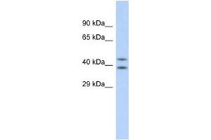Host: Rabbit Target Name: DHODH Sample Type: HepG2 Whole cell lysates Antibody Dilution: 1. (DHODH 抗体  (N-Term))