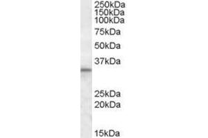 ABIN335140 (1µg/ml) staining of Human Testis lysate (35µg protein in RIPA buffer). (HAX1 抗体  (Internal Region))
