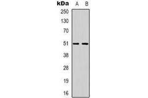 Western blot analysis of GPCR135 expression in SKNSH (A), K562 (B) whole cell lysates. (Relaxin 3 Receptor 1 抗体)