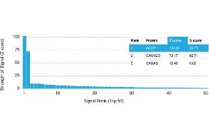 Analysis of Protein Array containing >19,000 full-length human proteins using PSAP Mouse Monoclonal Antibody (rACPP/1338) Z- and S- Score: The Z-score represents the strength of a signal that a monoclonal antibody (Monoclonal Antibody) (in combination with a fluorescently-tagged anti-IgG secondary antibody) produces when binding to a particular protein on the HuProtTM array. (Recombinant ACPP 抗体)