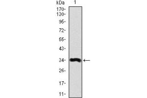 Western Blotting (WB) image for anti-Apolipoprotein A (APOA) (AA 4330-4521) antibody (ABIN1845714) (LPA 抗体  (AA 4330-4521))