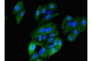 Immunofluorescence (IF) image for anti-Histamine Receptor H1 (HRH1) (AA 211-416) antibody (ABIN7155233)
