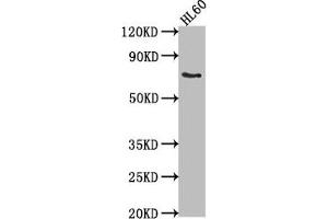 Western Blot Positive WB detected in: HL60 whole cell lysate All lanes: LRIT1 antibody at 1:2000 Secondary Goat polyclonal to rabbit IgG at 1/50000 dilution Predicted band size: 69 kDa Observed band size: 69 kDa (LRIT1 抗体  (AA 251-456))