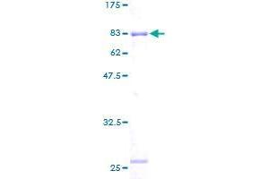 SDS-PAGE (SDS) image for RuvB-Like 2 (E. Coli) (RUVBL2) (AA 1-463) protein (GST tag) (ABIN1319007)