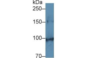 Detection of SCFR in Mouse Colon lysate using Polyclonal Antibody to Stem Cell Factor Receptor (SCFR) (KIT 抗体  (AA 343-527))