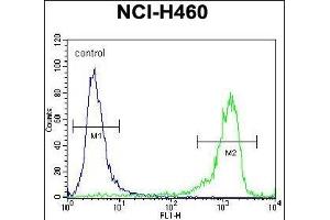 DSCR1L1 Antibody (N-term) (ABIN652191 and ABIN2840735) flow cytometric analysis of NCI- cells (right histogram) compared to a negative control cell (left histogram).