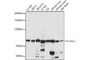 Western Blotting (WB) image for anti-Cullin 1 (CUL1) (AA 500-776) antibody (ABIN3015864)