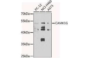 Western blot analysis of extracts of various cell lines, using CG antibody  at 1:1000 dilution. (CAMK1G 抗体  (AA 217-476))