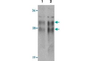 Western blot analysis of CRISP2 in human testis tissue lysate with CRISP2 polyclonal antibody  at (1) 0. (CRISP2 抗体  (N-Term))