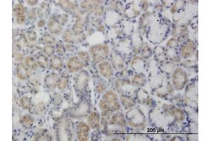 Immunoperoxidase of monoclonal antibody to PDK2 on formalin-fixed paraffin-embedded human salivary gland. (PDK2 抗体  (AA 187-276))