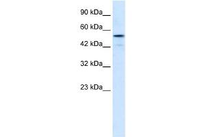 WB Suggested Anti-SNIP1 Antibody Titration:  0. (SNIP1 抗体  (Middle Region))