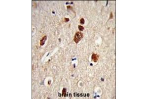 Formalin-fixed and paraffin-embedded human brain tissue reacted with ELAVL1 Antibody, which was peroxidase-conjugated to the secondary antibody, followed by DAB staining. (ELAVL1 抗体)