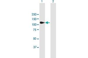 Western Blot analysis of MATN2 expression in transfected 293T cell line by MATN2 MaxPab polyclonal antibody. (MATN2 抗体  (AA 1-937))