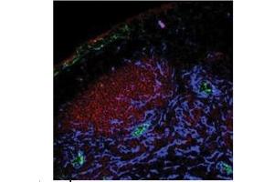 Immunohistochemistry (IHC) image for anti-Phosphatidic Acid Phosphatase Type 2A (PPAP2A) (Middle Region) antibody (ABIN2777163)