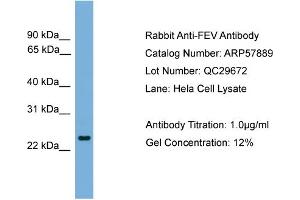 WB Suggested Anti-FEV  Antibody Titration: 0. (FEV 抗体  (N-Term))