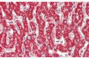 Detection of AST2 in Human Liver Tissue using Polyclonal Antibody to Aspartate Aminotransferase 2 (AST2) (AST2 (AA 30-430) 抗体)
