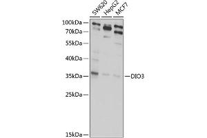 Western blot analysis of extracts of various cell lines, using DIO3 antibody (ABIN6128882, ABIN6139627, ABIN6139628 and ABIN6222629) at 1:1000 dilution. (DIO3 抗体  (AA 70-170))