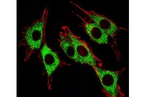 Immunofluorescence (IF) image for anti-PTEN Induced Putative Kinase 1 (PINK1) antibody (ABIN3028956)