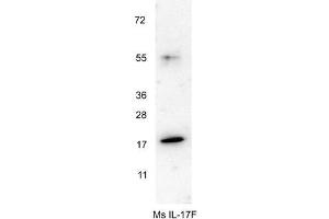 Western blot using  anti-Mouse IL-17F antibody shows detection of a band ~18 kDa in size corresponding to recombinant mouse IL-17F.