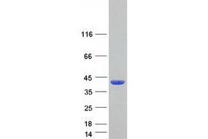 Validation with Western Blot
