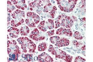 ABIN1589993 (5µg/ml) staining of paraffin embedded Human Pancreas. (EEF1E1 抗体  (Internal Region))