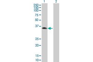 Western Blot analysis of ZNF187 expression in transfected 293T cell line by ZNF187 MaxPab polyclonal antibody. (ZNF187 抗体  (AA 1-325))