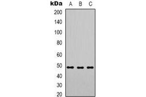 Western blot analysis of PSMC3 expression in Hela (A), HepG2 (B), HT29 (C) whole cell lysates.
