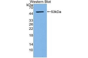 Western Blotting (WB) image for anti-CD83 (CD83) (AA 24-205) antibody (ABIN3205968) (CD83 抗体  (AA 24-205))