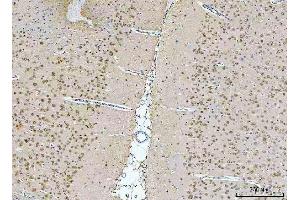 IHC analysis of NeuN/Rbfox3 using anti-NeuN/Rbfox3 antibody (ABIN7601068).