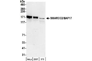 Western Blotting (WB) image for anti-SWI/SNF Related, Matrix Associated, Actin Dependent Regulator of Chromatin, Subfamily C, Member 2 (SMARCC2) (AA 575-625) antibody (ABIN7450748)