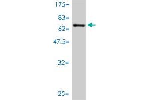 Western Blot detection against Immunogen (64. (SFTPD 抗体  (AA 21-375))