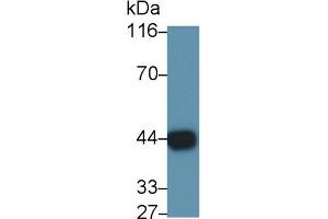 Detection of GAL9 in Mouse Testis lysate using Polyclonal Antibody to Galectin 9 (GAL9) (Galectin 9 抗体  (AA 225-353))
