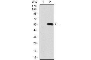 Western Blotting (WB) image for anti-Pancreatic and Duodenal Homeobox 1 (PDX1) antibody (ABIN969554)