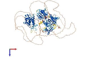 PLEKHM2 Protein (AA 1-1018) (His tag)