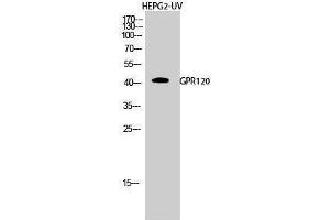 Western Blotting (WB) image for anti-omega-3 Fatty Acid Receptor 1 (O3FAR1) (Internal Region) antibody (ABIN3184844) (O3FAR1 抗体  (Internal Region))