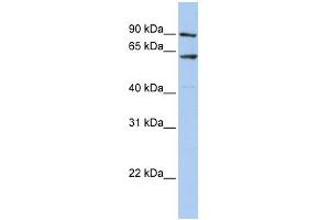 WB Suggested Anti-AHCYL1 Antibody Titration:  0. (AHCYL1 抗体  (N-Term))