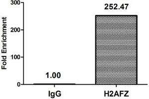 Chromatin Immunoprecipitation Hela (4*10 6 , treated with 30 mM sodium butyrate for 4h) were treated with Micrococcal Nuclease, sonicated, and immunoprecipitated with 8 μg anti-H2AFZ (ABIN7139148) or a control normal rabbit IgG. (H2AFZ 抗体  (acLys11))
