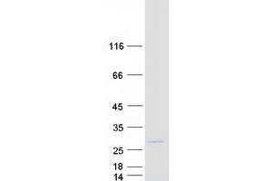 Western Blotting (WB) image for Kv Channel Interacting Protein 4 (KCNIP4) (Transcript Variant 4) protein (Myc-DYKDDDDK Tag) (ABIN2724034)