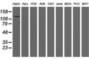 Western blot analysis of extracts (35 µg) from 9 different cell lines by using anti-MICAL1 monoclonal antibody.