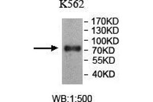Western blot analysis of K562 lysate, using TTC25 antibody. (TTC25 抗体  (AA 47-236))