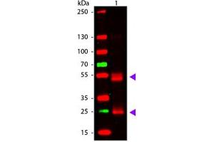 Image no. 1 for Goat anti-Rat IgG (Whole Molecule) antibody (ABIN1102379) (山羊 anti-大鼠 IgG (Whole Molecule) Antibody)