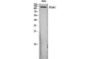 Western Blot (WB) analysis of HeLa lysis using ITGA3 antibody. (ITGA3 抗体)