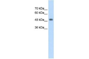 CUEDC1 antibody used at 2. (CUEDC1 抗体  (Middle Region))