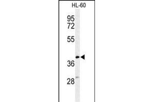 Western blot analysis of CYTB Antibody (Center) (ABIN653573 and ABIN2842948) in HL-60 cell line lysates (35 μg/lane).