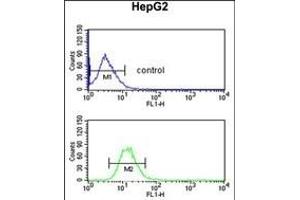 EFE Antibody (C-term) (ABIN653217 and ABIN2842753) flow cytometric analysis of HepG2 cells (bottom histogram) compared to a negative control cell (top histogram). (FBLN4 抗体  (C-Term))