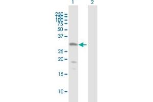 Western Blot analysis of HDAC7A expression in transfected 293T cell line by HDAC7A MaxPab polyclonal antibody. (HDAC7 抗体  (AA 1-276))