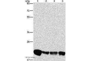 Western blot analysis of A549, K562, hela and hepG2 cell, using PEBP1 Polyclonal Antibody at dilution of 1:475 (PEBP1 抗体)