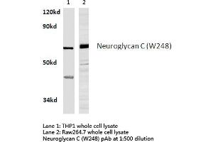 Western blot (WB) analysis of Neuroglycan C antibody in extracts from THP1 and raw264. (CSPG5 抗体)