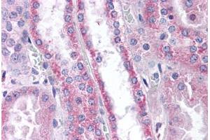 Human Kidney (formalin-fixed, paraffin-embedded) stained with APOD antibody ABIN305763 at 10 ug/ml followed by biotinylated goat anti-rabbit IgG secondary antibody ABIN481713, alkaline phosphatase-streptavidin and chromogen. (Apolipoprotein D 抗体  (N-Term))